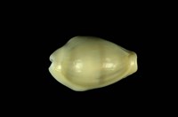 藏品(黃寶螺)的圖片